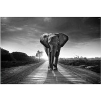 Wallario Sichtschutzzaunmatten Elefant bei Sonnenaufgang in Afrika schwarzweiß von OTTO DE ✔ Jetzt dieses Produkt und eine große Auswahl weiterer Produkte beim Gartenkönig finden ✔