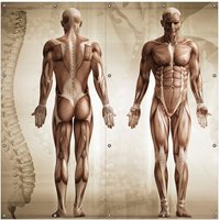 Wallario Sichtschutzzaunmatten Anatomie Mensch I von OTTO DE ✔ Jetzt dieses Produkt und eine große Auswahl weiterer Produkte beim Gartenkönig finden ✔