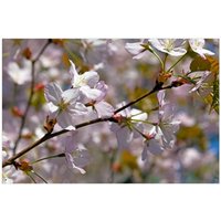 Wallario Sichtschutzzaunmatten Kirschblüten in zartem Rosa - Frühling im Garten von OTTO DE ✔ Jetzt dieses Produkt und eine große Auswahl weiterer Produkte beim Gartenkönig finden ✔