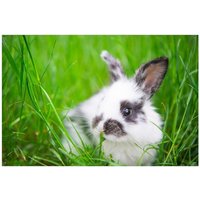 Wallario Sichtschutzzaunmatten Süßer Hase im grünen Gras von OTTO DE ✔ Jetzt dieses Produkt und eine große Auswahl weiterer Produkte beim Gartenkönig finden ✔