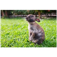 Wallario Sichtschutzzaunmatten Kaninchen im Garten mit süßem Blick von OTTO DE ✔ Jetzt dieses Produkt und eine große Auswahl weiterer Produkte beim Gartenkönig finden ✔