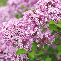 Zwergflieder 'Lillifee®'