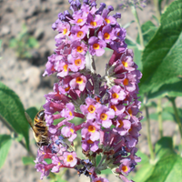 Zwerg Sommerflieder 'Bicolor'