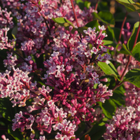 Zwergflieder 'Flowerfesta®'