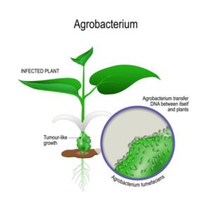Erklärung Agrobacterium